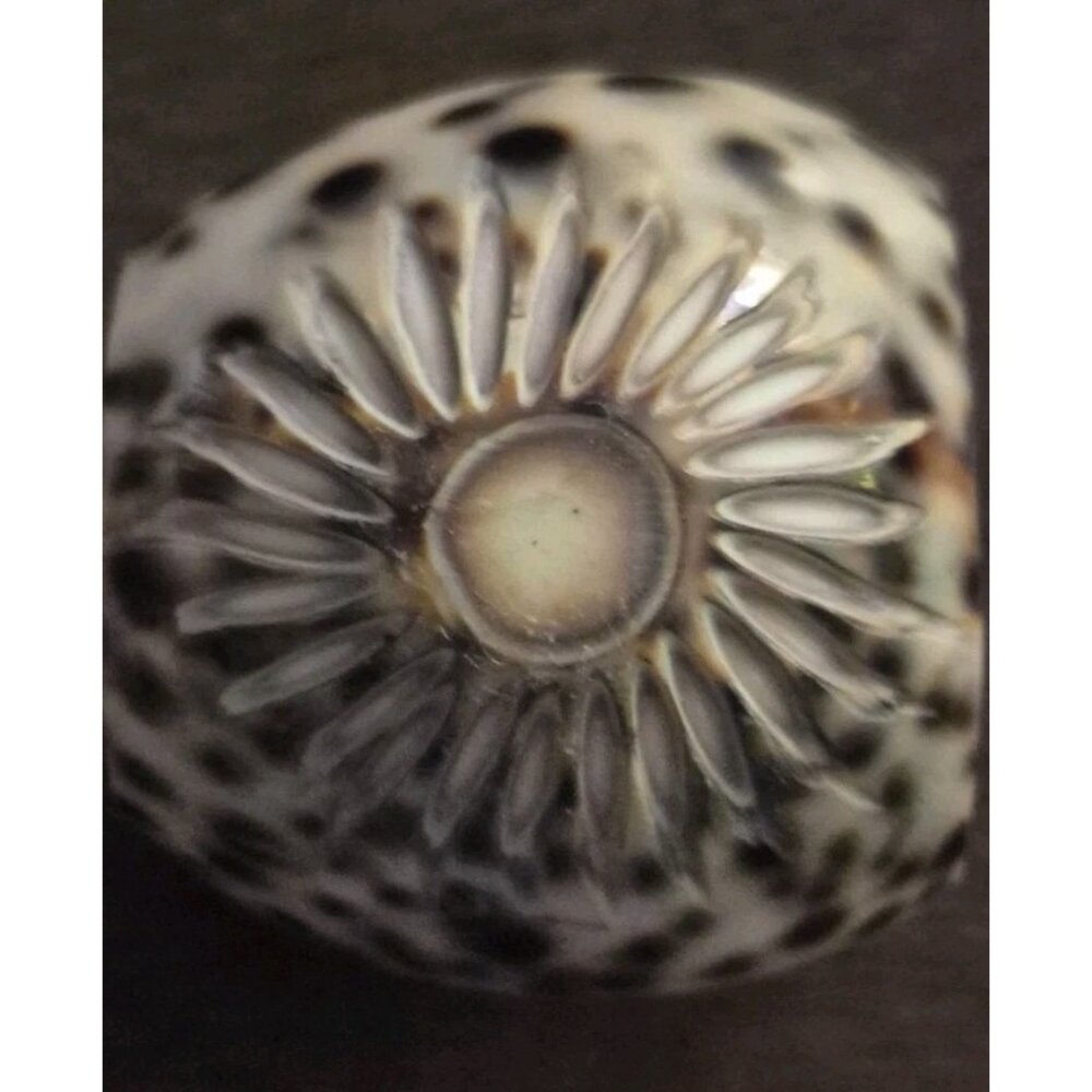 Set Of (12) 1iger Leopard Cowrie Shell Starburst Hand Carved Napkin Rings - Picture 6 of 9